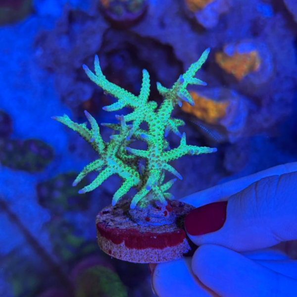 SERIATOPHORA PONAPE