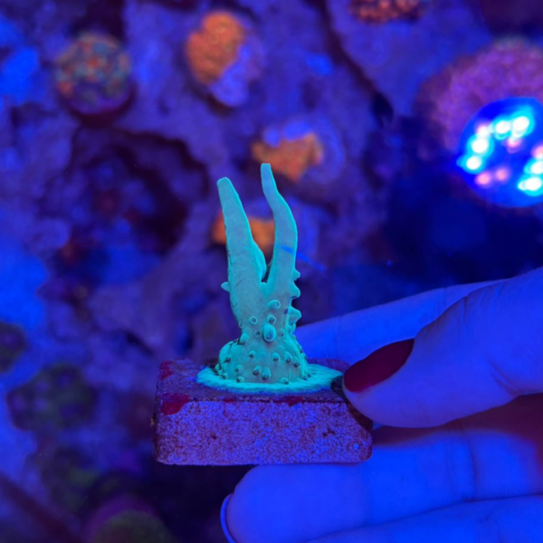 ACROPORA SUHARSONOI ELETRIC MD MUDA Acropora spp - Imagem 3