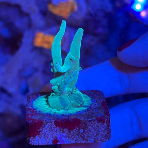 ACROPORA SUHARSONOI ELETRIC MD MUDA Acropora spp