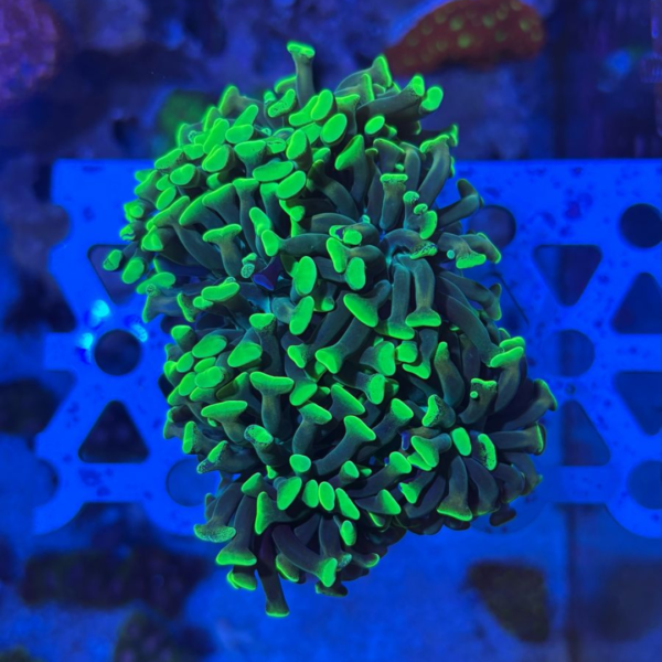 HAMMER GREEN 1 (BOCA)