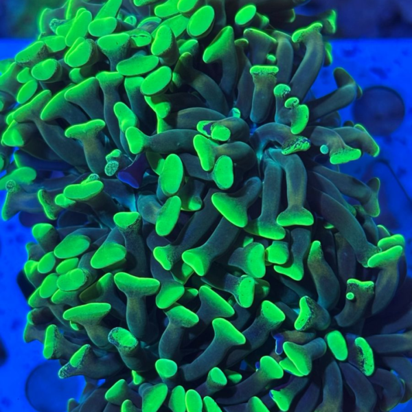 HAMMER GREEN 1 (BOCA) - Imagem 2