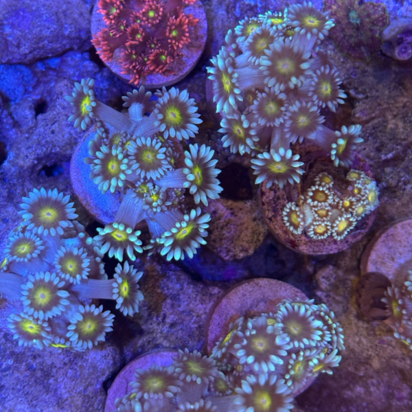 GONIOPORA BICOLOR MUDA Goniopora spp - Imagem 2