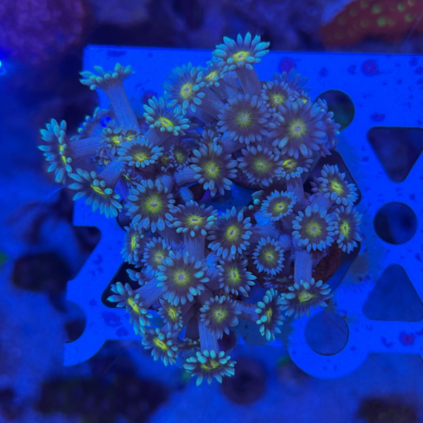 GONIOPORA BICOLOR MUDA Goniopora spp - Imagem 3