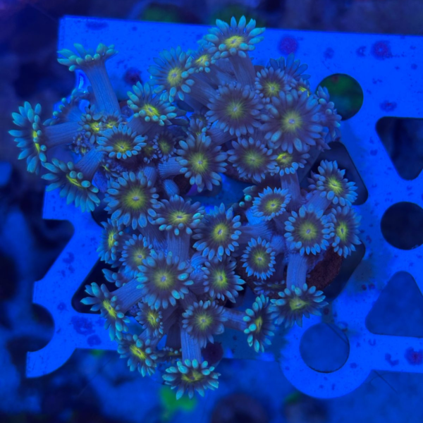 GONIOPORA BICOLOR MUDA Goniopora spp
