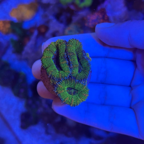 ACANTHASTREA LORDHOWENSIS GREEN MUDA Acanthasthrea - Imagem 2