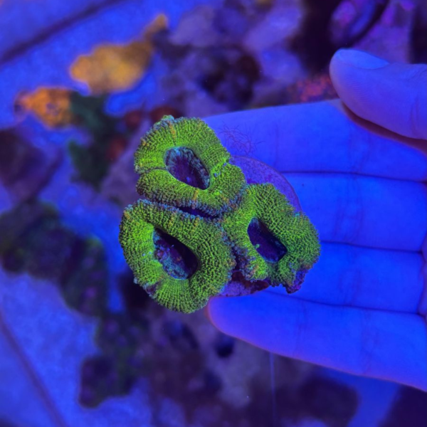 ACANTHASTREA LORDHOWENSIS GREEN MUDA Acanthasthrea