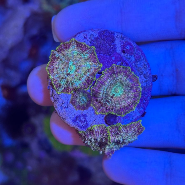 MUSHROOM TIGER POLIPO Discosoma folweri
