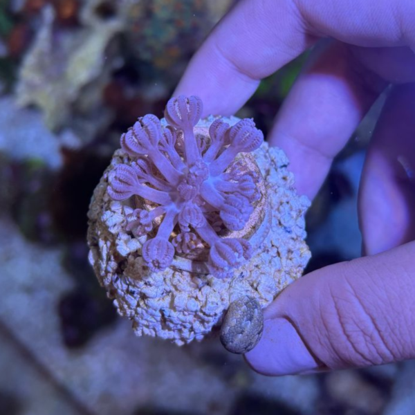 XENIA POM POM MUDA Xenia sp - Imagem 2