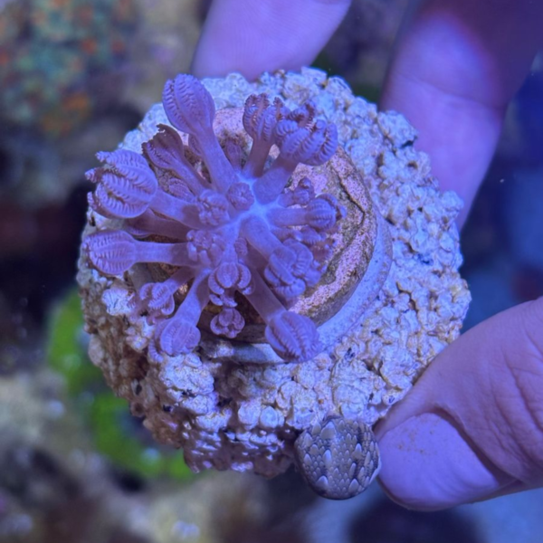 XENIA POM POM MUDA Xenia sp
