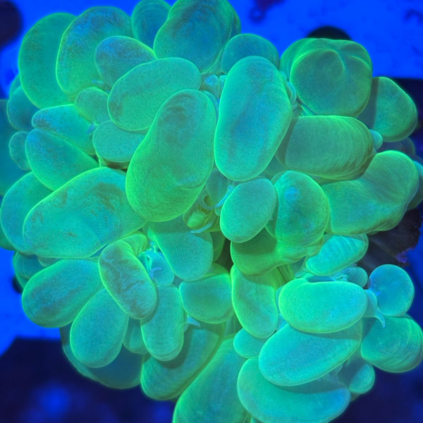 Bubble Green Neon - Imagem 2