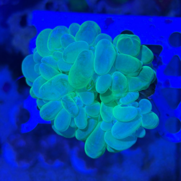 Bubble Green Neon - Imagem 3
