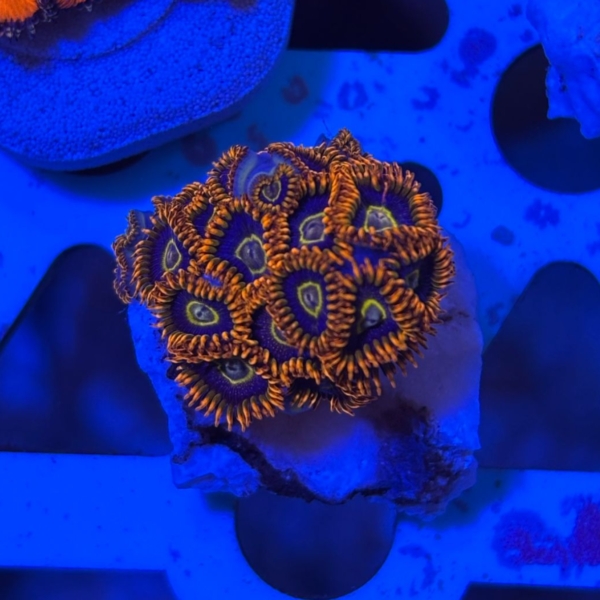 Zoanthus