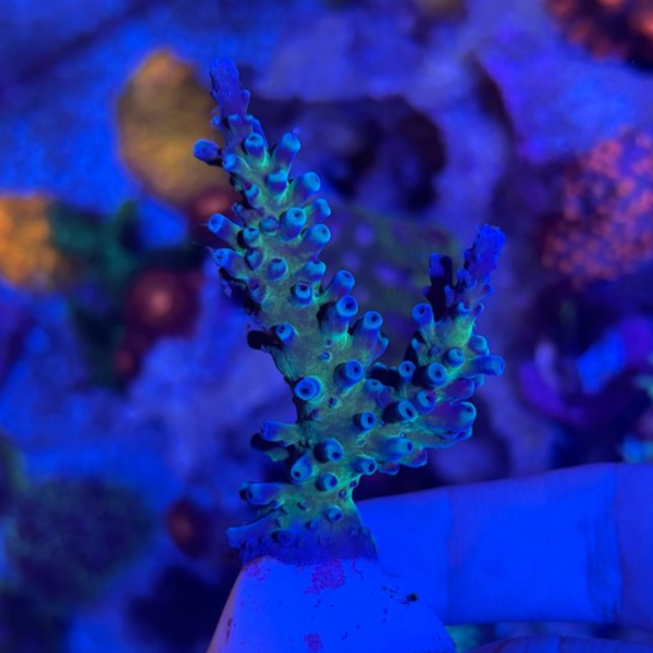 Acropora Blue Oregon