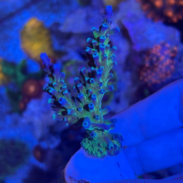 Acropora Blue Oregon - Imagem 3