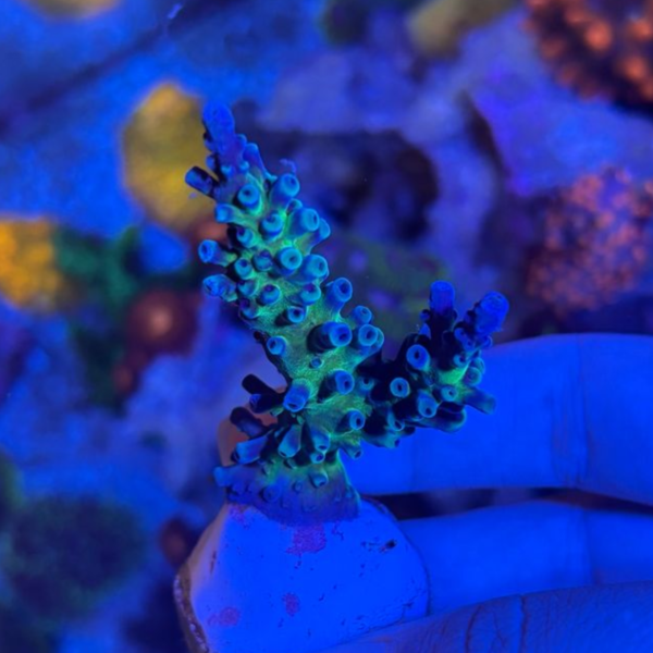 Acropora Blue Oregon - Imagem 2