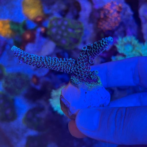 MILEPORA Blue