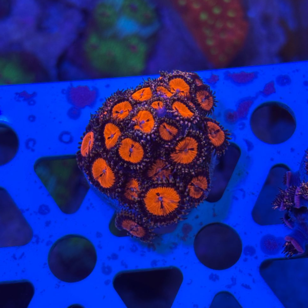 Zoanthus Red - Imagem 3