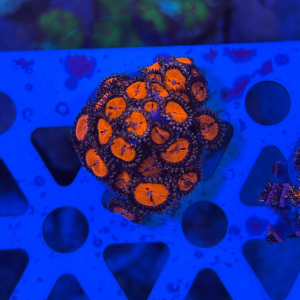 Zoanthus Red - Imagem 2