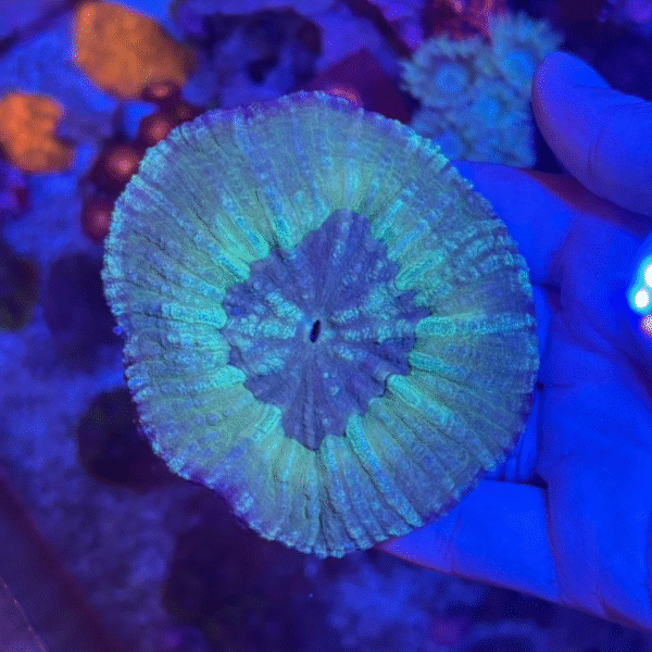 SCOLYMIA VITIENSIS GREEN MD (AUS) Scolymia vitien*