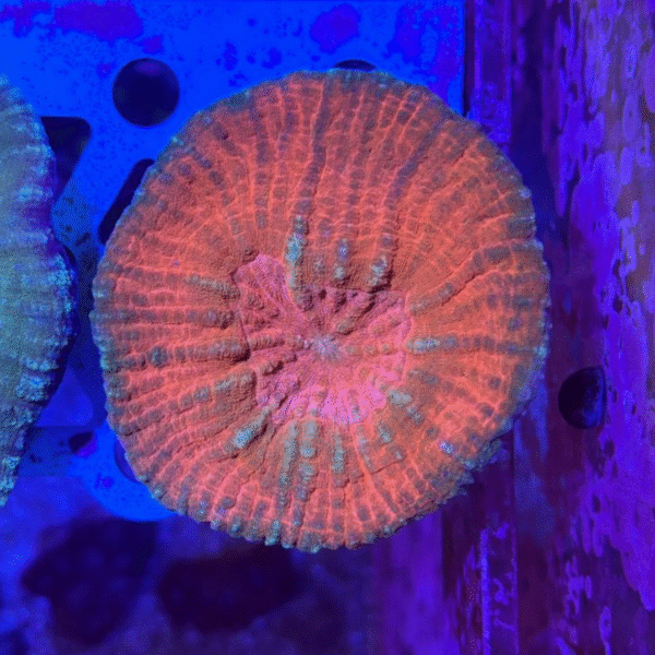 SCOLYMIA VITIENSIS RED MD Scolymia vitiensis*