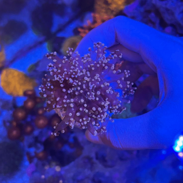 Frog rose - Imagem 2