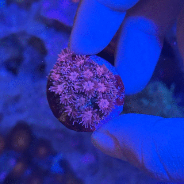 Goniopora pink