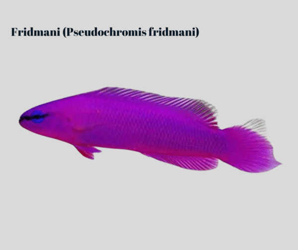 Fridmani (Pseudochromis fridmani)